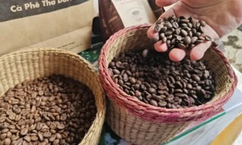 Giá cà phê hôm nay 16-5: Đồng loạt giảm mạnh, mất thêm mốc quan trọng