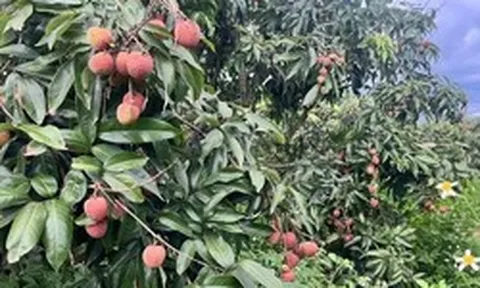 Sau Trung Quốc, Ấn Độ cũng trồng loại cây Việt Nam đang vào mùa: Được mệnh danh ‘vàng đỏ’ trên cây, năng suất 100 kg quả/ha