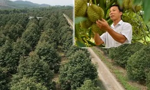 Nỗi sầu dai dẳng của ngành hàng sầu riêng