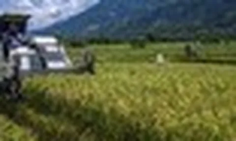Việt Nam đã triển khai nhiều năm, Indonesia nay mới thử nghiệm cách trồng lúa cho kết quả bất ngờ