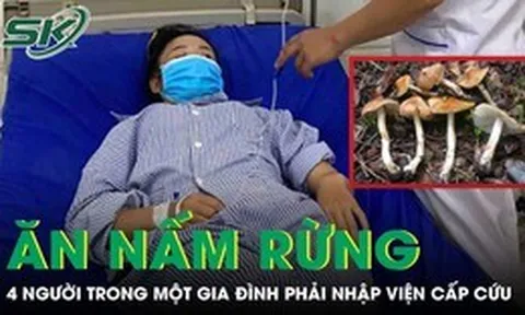 Ăn nấm rừng, 4 người trong một gia đình phải nhập viện cấp cứu