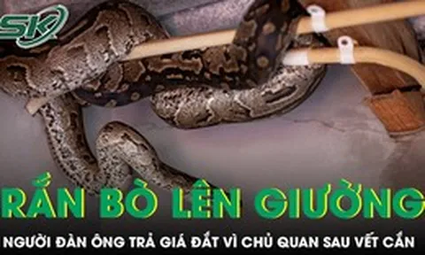 Phát hiện rắn bò lên giường lúc nửa đêm, người đàn ông trả giá đắt vì chủ quan sau vết cắn