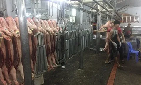 Giá heo hơi hôm nay, 12-6: Giảm liên tục ở chợ đầu mối