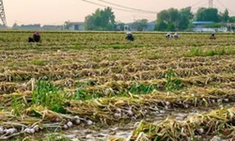 Sau gạo, Indonesia tuyên bố sẽ tự túc một loại nông sản trong vòng 4 năm: Đang phụ thuộc 90% vào Trung Quốc, Việt Nam trồng rất nhiều