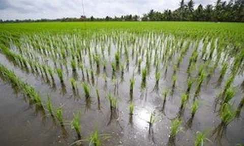 Làm được mà không chứng minh được: Điều gì cản bước đề án 1 triệu hecta lúa của Việt Nam hóa "mỏ vàng"?
