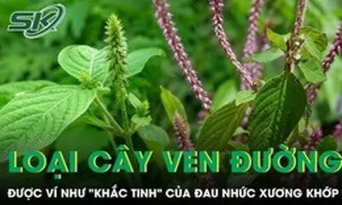 Loại cây mọc đầy ven đường được ví như 'khắc tinh' của đau nhức xương khớp