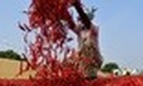 Không phải sầu riêng, loại quả trồng khắp Việt Nam là gia vị triệu đô của thế giới: Trung Quốc, Lào đua nhau mua, thu gần 50 triệu USD từ đầu năm