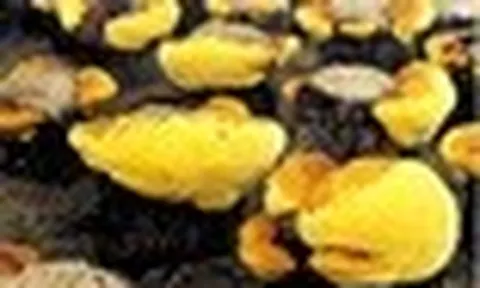 Loại nấm đắt đỏ bậc nhất thế giới, ngăn ngừa khối u phát triển: Việt Nam nuôi cấy thành công