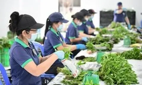 Nông nghiệp tương lai từ những Hợp tác xã 'nghĩ lớn'