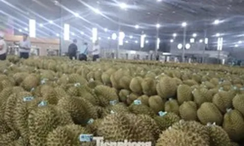 Cảnh báo cơn sốt tỷ đô: Đừng để sầu riêng một mình!