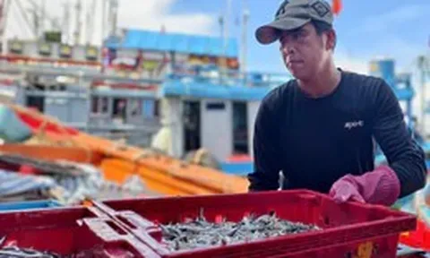 Rộn ràng mùa cá cơm ở Quảng Ngãi