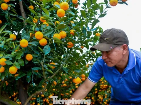 Quất 'khủng' giá hàng chục triệu đồng xuống phố đón Tết