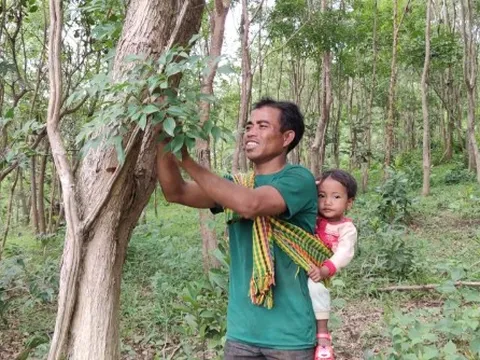 Loại gỗ quý "đắt như vàng" ở Việt Nam: Cần trăm năm để lớn nhưng có thể biến mất chỉ sau một đêm