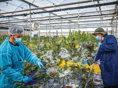 Phát minh của Israel “dậy sóng ngành nông nghiệp sạch toàn cầu”