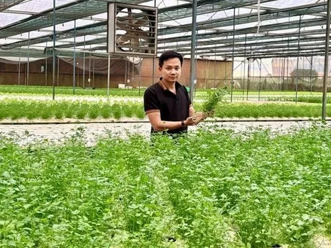 Chàng trai bỏ phố về quê trồng rau, doanh thu gần 20 tỷ/năm, cung ứng cho loạt siêu thị lớn như Co.opmart, VinMart, Aeon