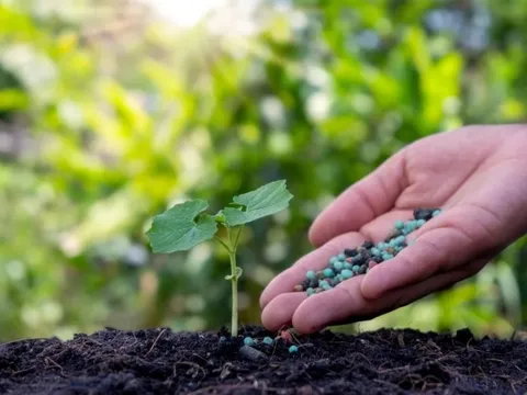 Phân bón có nguy cơ tăng giá do căng thẳng tại Trung Đông