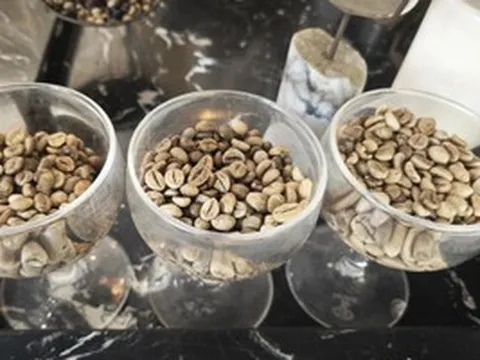Giá cà phê hôm nay 22-3: Khép lại tuần vui cho nông dân