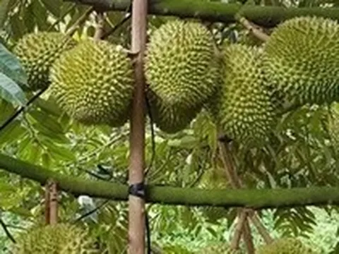 Sầu riêng trái vụ trúng giá, nhà vườn thắng lớn