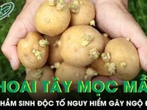 Khoai tây mọc mầm âm thầm sinh độc tố nguy hiểm có thể gây ngộ độc nặng