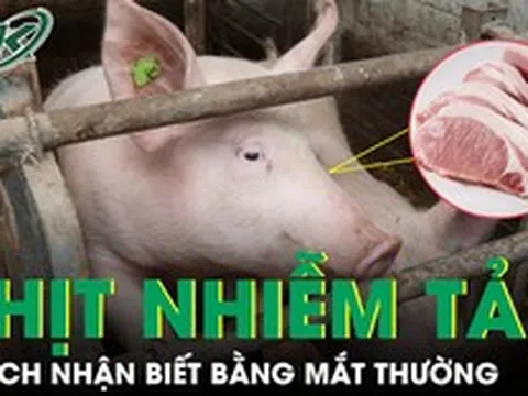 Cách nhận biết thịt nhiễm tả lợn châu Phi bằng mắt thường