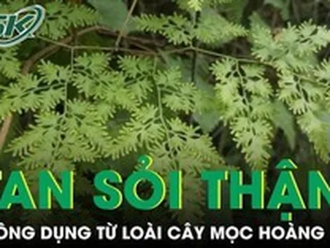 Loài cây mọc hoang giúp hỗ trợ tan sỏi thận được nhiều người tìm dùng