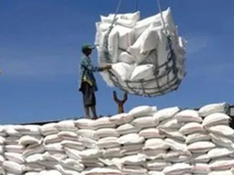 Giá lúa gạo tiếp đà tăng, gạo thơm chạm ngưỡng 500 USD/tấn