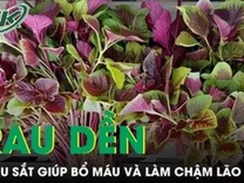 Rau dền bình dân nhưng giàu sắt giúp bổ máu và làm chậm lão hóa