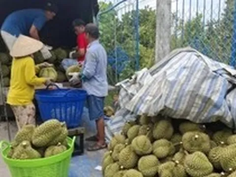 Sầu riêng rớt giá thê thảm