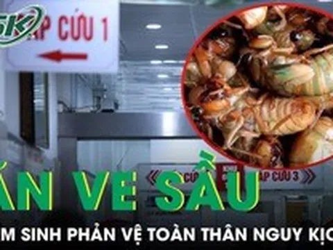 Ăn 2 con ve sầu, nam sinh 17 tuổi nhập viện lúc nửa đêm vì phản vệ toàn thân