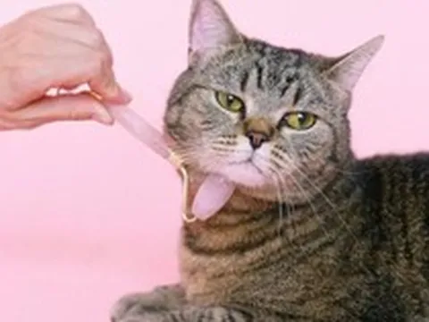 AI dịch tiếng mèo, robot trông thú cưng: Xu thế phát triển công nghệ vật nuôi bùng nổ trong kỷ nguyên AI và tỷ lệ sinh giảm