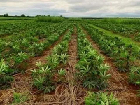 Không phải sầu riêng, Campuchia trở thành đối thủ cạnh tranh với Thái Lan, Việt Nam một loại 'vàng trắng': Là sản phẩm nước ta xuất khẩu top 3 thế giới