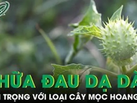 Cà độc dược chữa đau dạ dày, nhưng coi chừng ‘con dao hai lưỡi’