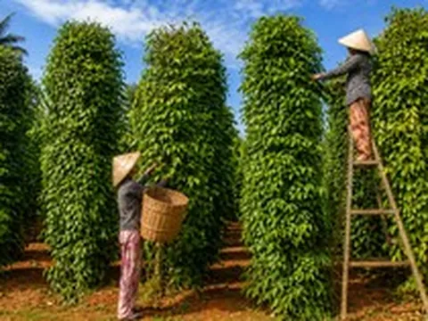 Tin vui cho nông sản Việt: Một mặt hàng gia vị Việt đang được Mỹ chi đậm gom mua, mang về hơn 600 triệu USD chỉ sau 4 tháng