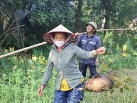 Săn trứng kiến trong rừng, kiếm tiền triệu mỗi ngày
