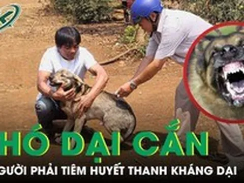 Chó hoang nghi dại cắn liên tiếp 12 người, trong đó có bé trai 6 tuổi