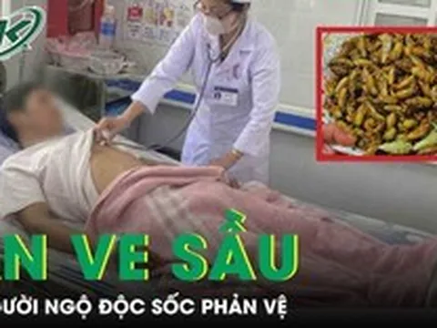 Ăn ve sầu, 9 người bị ngộ độc sốc phản vệ