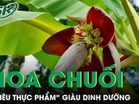 Hoa chuối giúp giảm mỡ máu, ổn định đường huyết và tốt cho hệ tiêu hóa