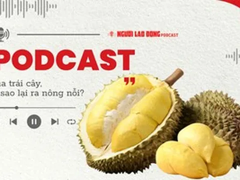 Sầu riêng - "vua" trái cây: Vì sao ra nông nỗi?