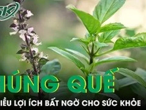Ăn húng quế thường xuyên có thể mang lại nhiều lợi ích bất ngờ cho sức khỏe