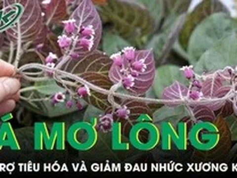 Loại lá mọc đầy vườn giúp hỗ trợ tiêu hóa và giảm đau nhức xương khớp