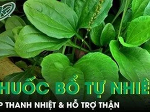 Cây mọc dại ven đường được ví như ‘thuốc bổ tự nhiên’ giúp thanh nhiệt và hỗ trợ thận