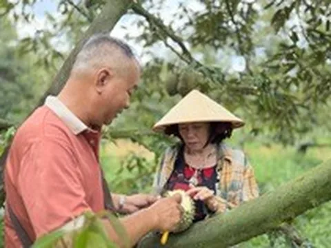 Cơn lao dốc của ‘vua trái cây’: Thương lái bỏ cọc, nhà vườn ôm nợ