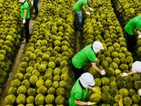 Sầu riêng Việt Nam đón tin vui từ Ấn Độ