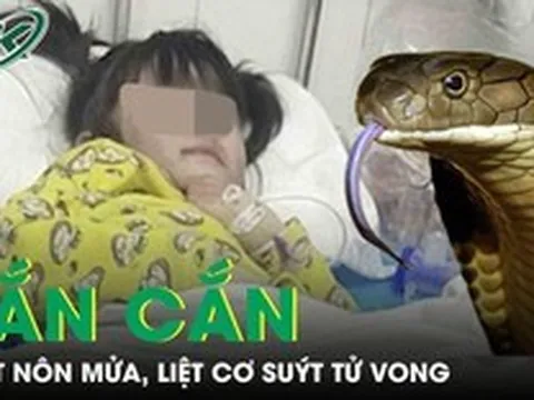 Rắn cắn khi đang ngủ, bé gái 5 tuổi nôn mửa, liệt cơ suýt tử vong