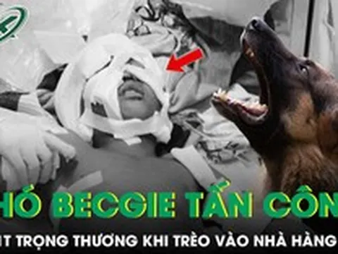 Bé 11 tuổi bị chó becgie tấn công trọng thương khi trèo vào nhà hàng xóm chơi