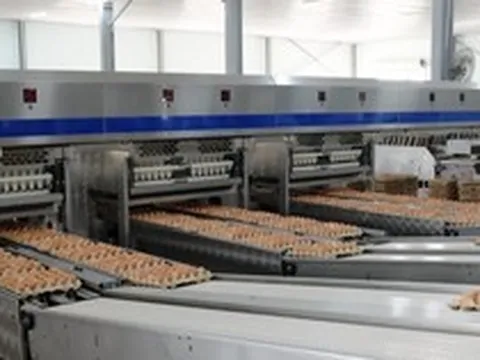 “Cỗ máy” sản xuất 1 triệu quả trứng/ngày của tỷ phú Trần Đình Long: Nuôi 1,2 triệu con gà, vận hành bằng robot châu Âu