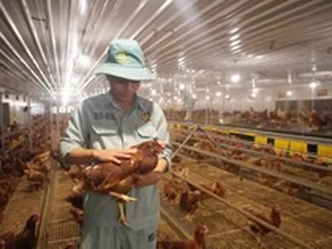 “Cỗ máy” sản xuất 300 triệu quả trứng/năm, có cả trứng nhân sâm của chủ tịch Nguyễn Như So: Nuôi 1 triệu con gà, vận hành bằng robot Đức