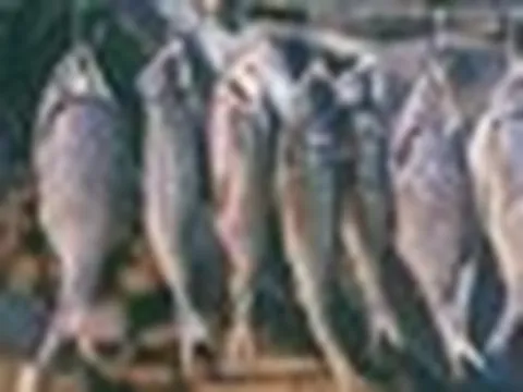 4 loại cá làm tăng nguy cơ mắc ung thư nếu lạm dụng: Thích tới mấy cũng phải hạn chế