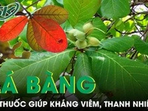 Lá bàng mọc đầy đường được ví như thuốc quý giúp kháng viêm, thanh nhiệt