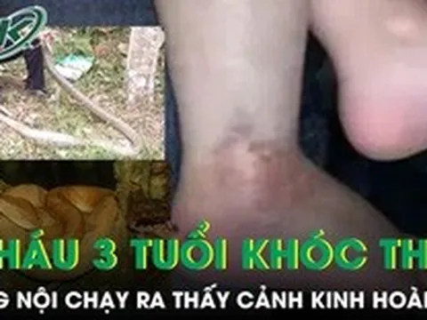 Nghe cháu trai 3 tuổi khóc thét, ông nội chạy ra phát hiện cảnh kinh hoàng bên vườn rau